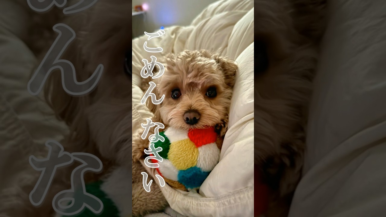 人間じゃないんです… #犬 #犬のいる暮らし #愛犬 #マルプー #shorts