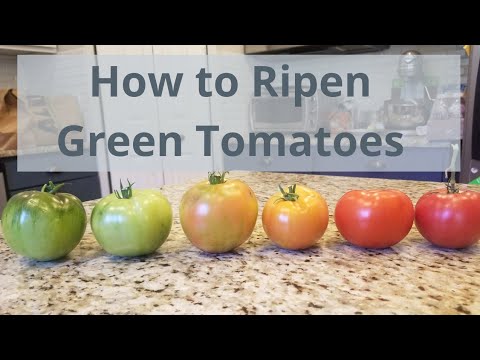 image-How do you ripen a green tomato that has fallen off the vine?