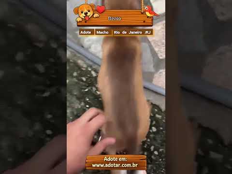 Vídeo de Bento 