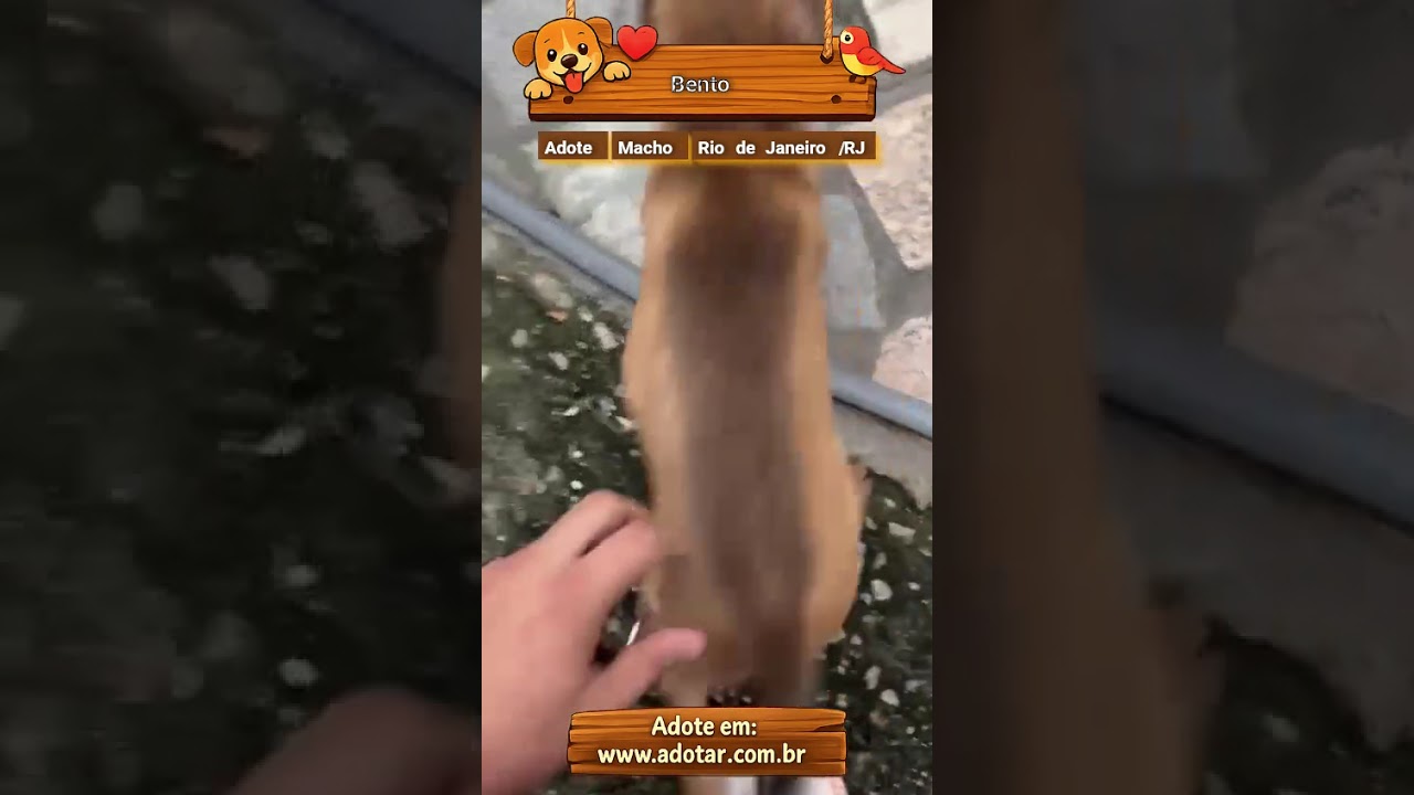 Cachorro raça SRD-ViraLata idade 2 a 6 meses nome Bento 