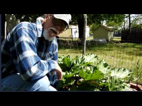 Rhubarb Cake for Cake Lovers