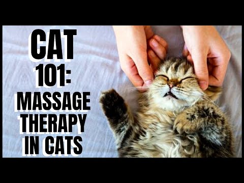 Cat 101: Massage Therapy in Cats