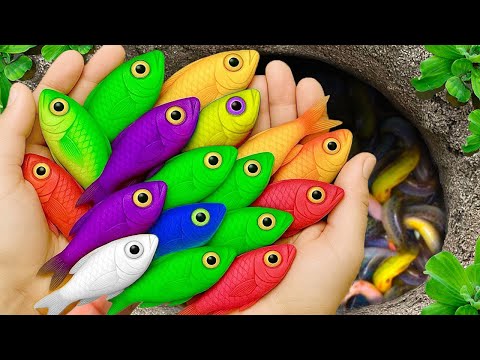 Catch beautiful aquarium fish in small pond baby turtles, eel, koi, rat fish, iguanas, shark, frogs