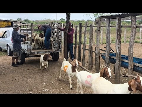 ENTREGA CABRA BOÉ NA FAZENDA EM BOA VISTA NA PB E FLÁVIO E O MOTORISTA DEU UM SHOW NA DIREÇÃO KKKKKK
