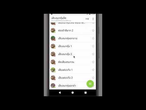 Barred buttonquail Sounds Video