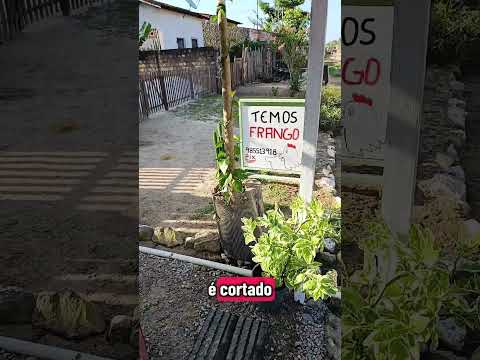 ponto do Frango em Tracuateua Pará #belem #amigos #paraense