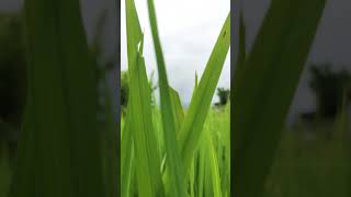 Download lagu Menerobos Padi Full HD | Free footage no copyright mp3