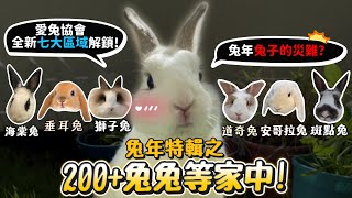 [問卦] 可愛的兔兔會不會也喊咪兔？