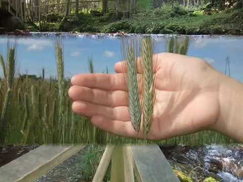 Tēva nams - Es mīlu Latviju savu (A.Jasjukevičs/A.Tomsone)