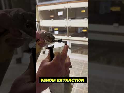 One of our king cobras extracted from today.