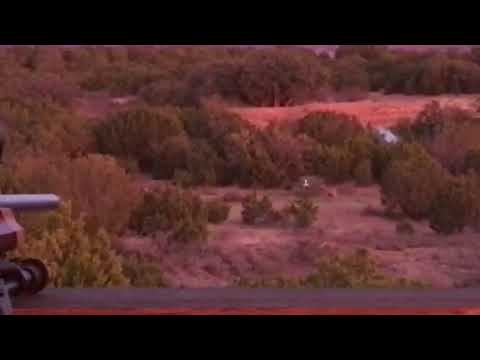 32 Aoudad Sisco D Ranch