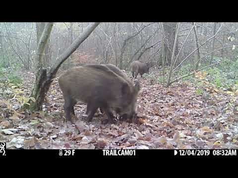 Wildcamerabeelden Dijleland (Vlaams-Brabant) - november en december 2019