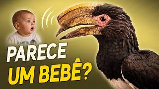 Ave que parece um BEBÊ chorando?! (+17 curiosidades sobre cantos)