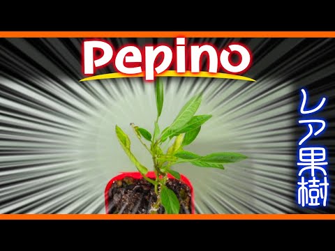 洋梨メロン、ペピーノ 植物