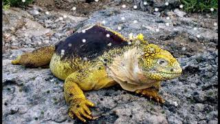 One Particular Harbor - Jimmy Buffett (HD)