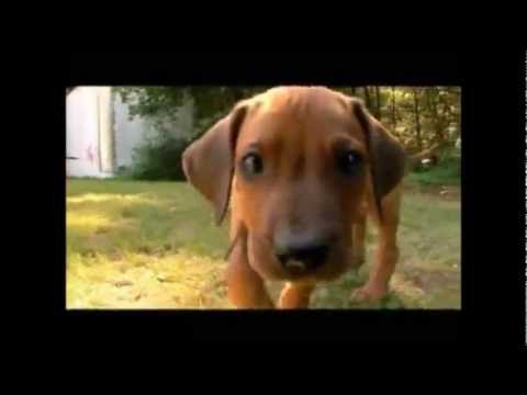 Dogs 101 - Rhodesian Ridgeback