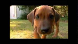 Rhodesian Ridgeback