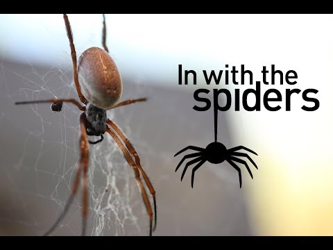 Spinnen in Londen Zoo