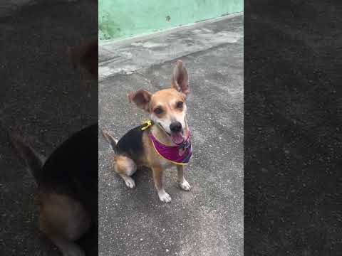 Vídeo de Leona