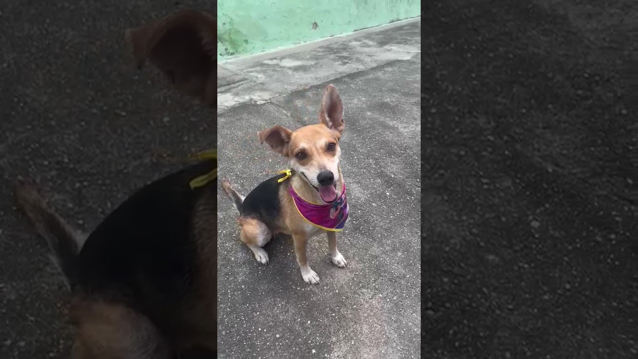 Cachorro raça SRD-ViraLata idade 1 ano nome Leona