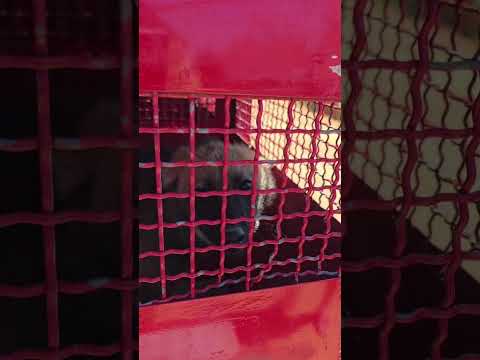 Lobo-Guará e resgatado em Alterosa MG