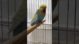 Download lagu Budgerigar betina membunuh jantan 😔 budgie berkelahi #budgiesparrots #chicks #parrot #fight #ytshort mp3