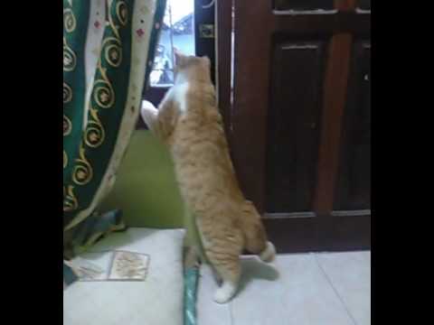 My kitten fell in love with her the first sight