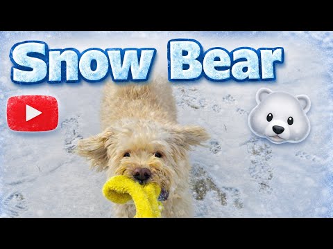 Snow Bear Playing With Stuffies in Dangerously Cold Weather!