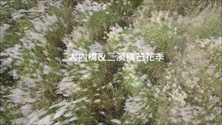 大內芒花季