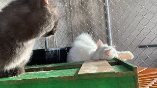 Download lagu Cat in heat π» || Bon vs xka5 || Munchkin Mate || Cat breeding πΊ mp3 Download lagu Cat in heat π» || Bon vs xka5 || Munchkin Mate || Cat breeding πΊ mp3