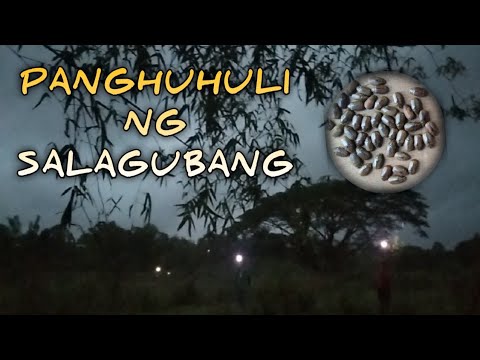 EP#_25 Panghuhuli ng salagubang 2022