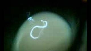 long ago making a brew talk at katies party