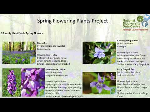 An Introduction to the Spring Flowering Plants Project online talk with Oisín Duffy