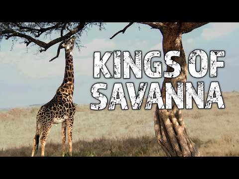 African Savanna Animals | The Greatest Survivors! | Earth's Most Epic Grassland | Nature Documentary
