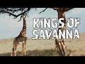 African Savanna Animals The Greatest Survivors Earth S Most Epic Grassland Nature Documentary