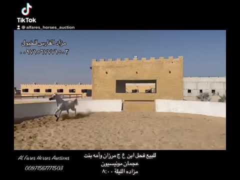 4 sale colt by AJ Marzan by AJ Portofino By Vervaldee by Versace in alfares auctions 00971567771503