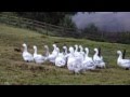 SEBASTOPOL GEESE SMOOTH SPLASH GANDERS CARRYING GREY AND BUFF GENES