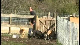 Behind the Scenes with a Greyhound Breeder