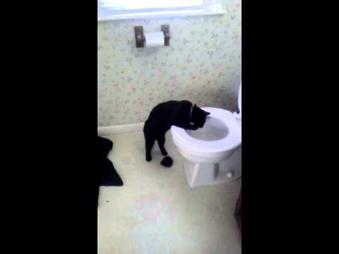 Cat Drinks Out Of The Toilet The Proper Way