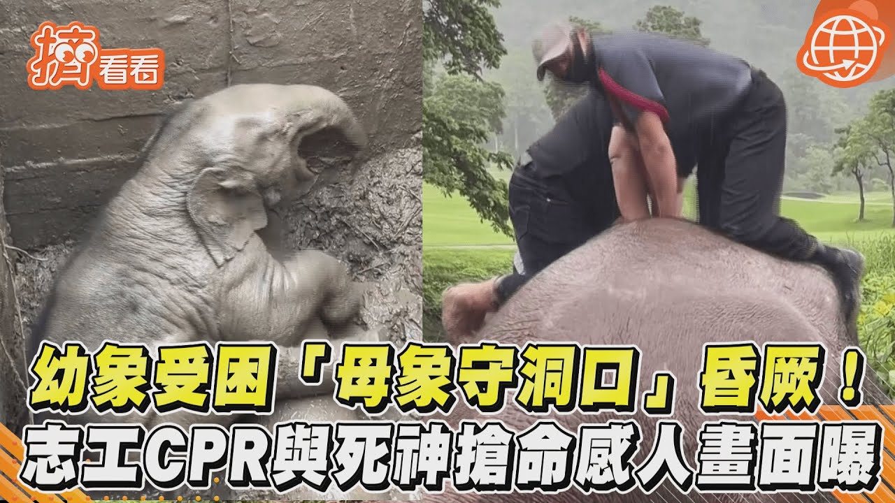 圖輯 / 幼象不慎跌入排水溝 母象不顧危險即刻救援