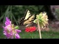 Devendra Banhart - Animals