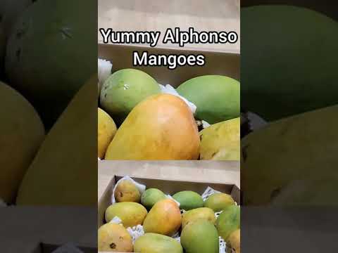 Amazing Alphonso mangoes/Unboxing Alphonso mangoes/Best mangoes ever Alphonso/Love for mangoes