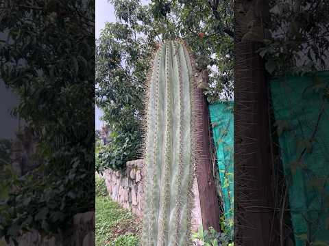 Cardón por las calles de Vaqueros