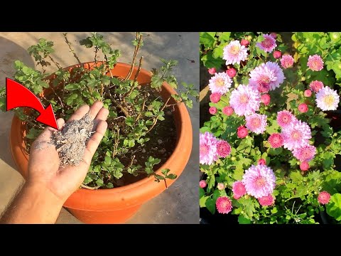 TOP 10 Chrysanthemum FLOWERING TIPS Nursery Hides From You