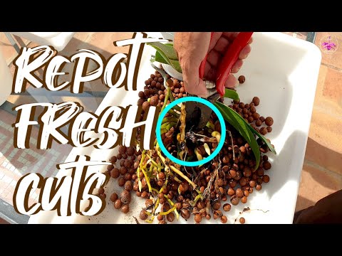 Cutting / Shortening Phalaenopsis stems & repotting tips | Will Phalaenopsis stem rot? #ninjaorchids