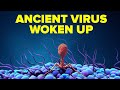 Scientists Wake Up Ancient Viruses Unknown to Medicine