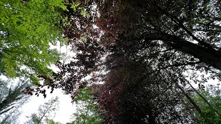 The Core Fear Removal Mission