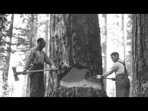 Lumberjack Life: Days of Yore