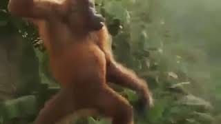 Download lagu Putar ke kiri yoooo nona manis mp3 Download lagu Putar ke kiri yoooo nona manis mp3