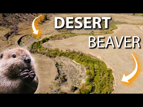 How Beavers Are Restoring Wetlands in North American Deserts!